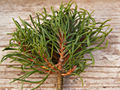 Pinus sylvestris Slama IMG_5205 Sosna pospolita